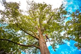 Best Tree Cabling and Bracing  in North Hudson, WI