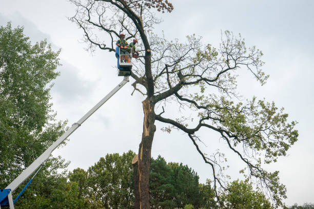 Best Storm Damage Tree Cleanup  in North Hudson, WI