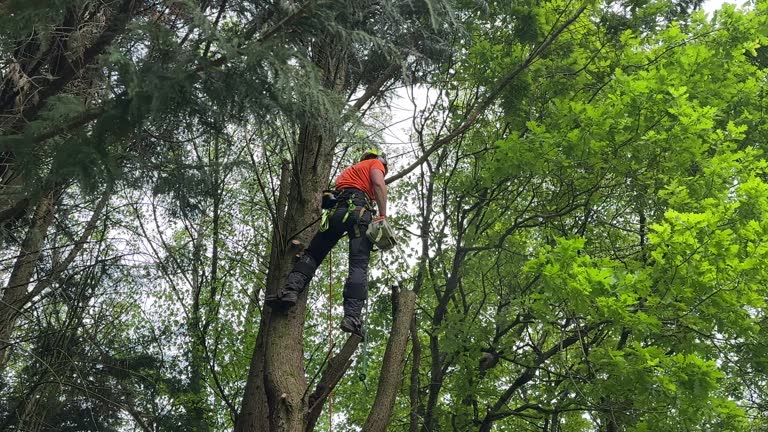 Best Hazardous Tree Removal  in North Hudson, WI