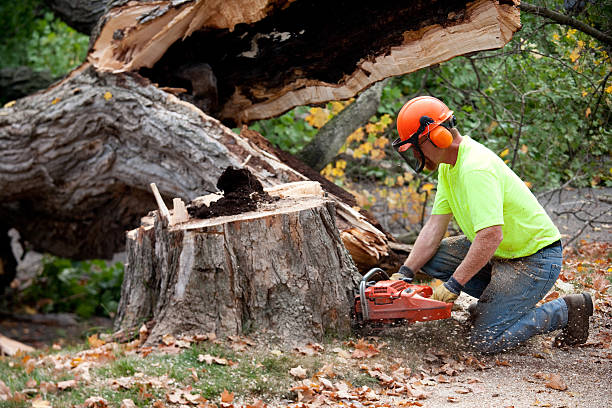 Best Tree Health Inspection  in North Hudson, WI