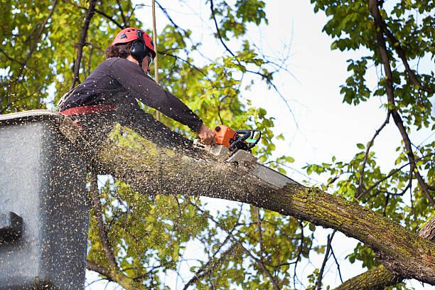 Trusted North Hudson, WI Tree Services Experts