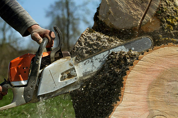 Why Choose Our Tree Removal Services in North Hudson, WI?